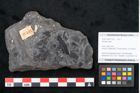 Foto (Objekt + Etikett) von Plantae indet.  (NHMW-GEO-2024-0188-11521)